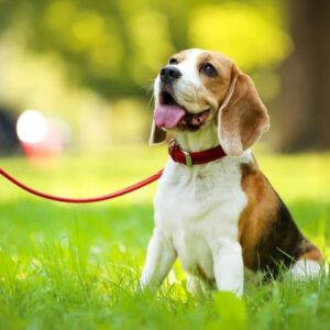 IL CANE IN CONDOMINIO VA TENUTO AL GUINZAGLIO?